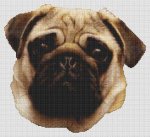 (image for) Sweet Pug